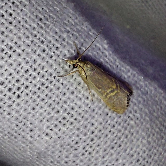 Euchromius ocellea - ezüstcsíkos mozaikmoly