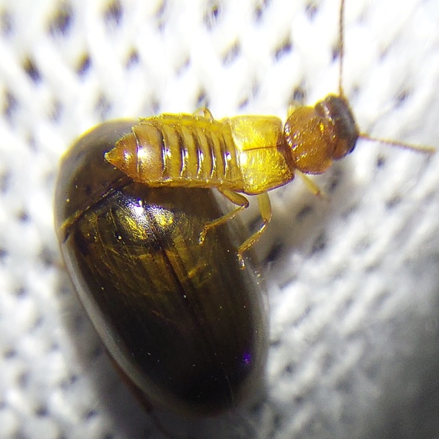Anotylus rugosus - rovátkáshátú korhóholyva Anotylus rugosus - rovátkáshátú korhóholyva