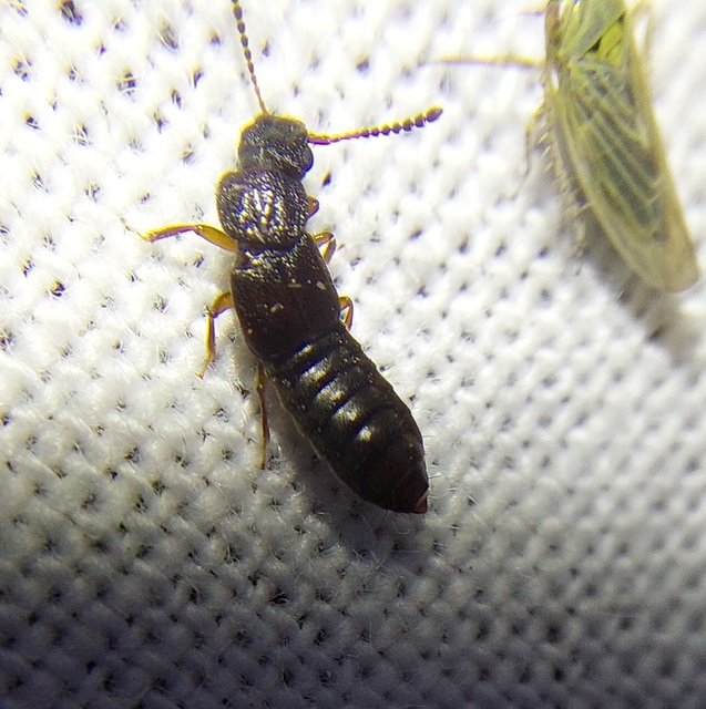 Anotylus rugosus - rovátkáshátú korhóholyva Anotylus rugosus - rovátkáshátú korhóholyva