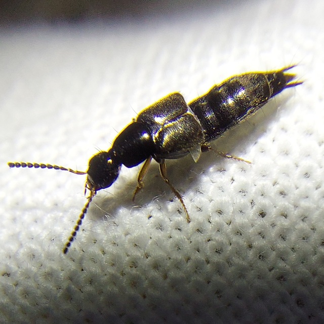 Philonthus quisquiliarius - zöldfényű ganajholyva