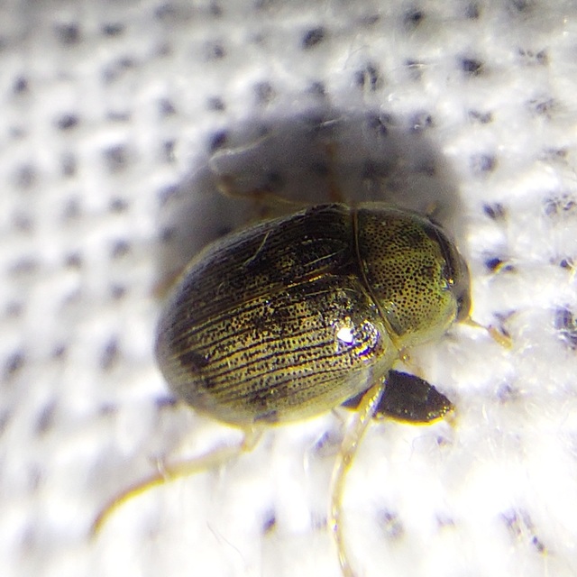 Berosus frontifoveatus - tüskés szemescsibor Berosus frontifoveatus - tüskés szemescsibor
