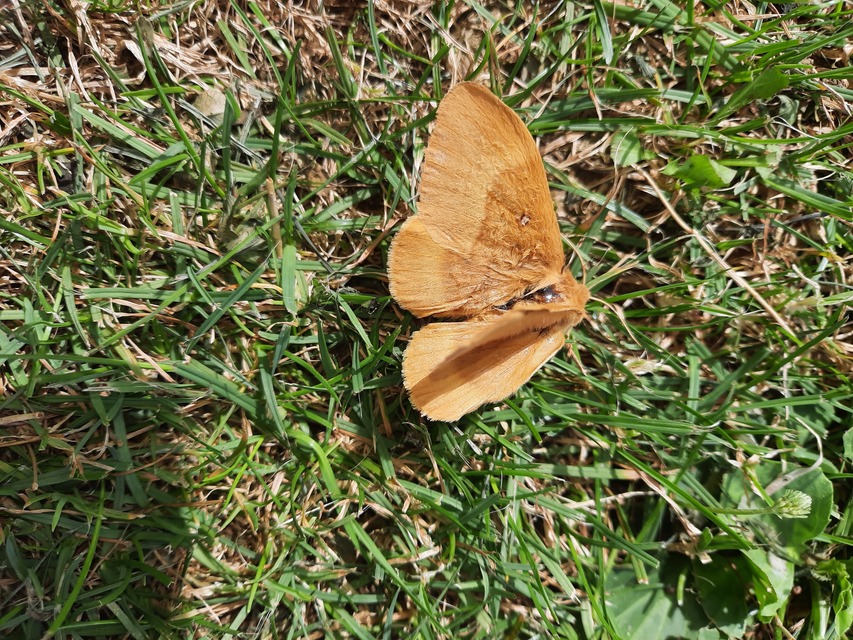 Lasiocampa quercus - tölgyfaszövő