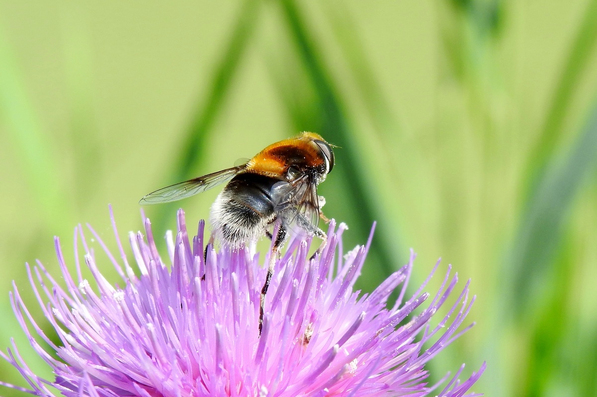 Eristalis intricaria - bundás herelégy