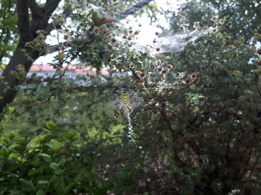 Argiope bruennichi - darázspók