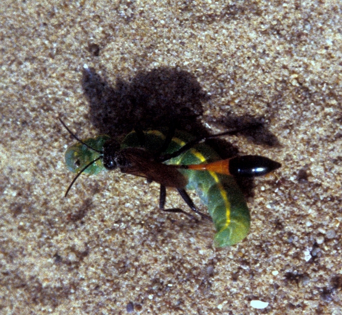Ammophila