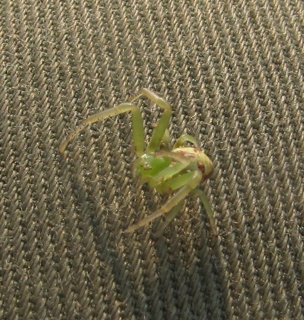 Ebrechtella tricuspidata - alakoskodó karolópók