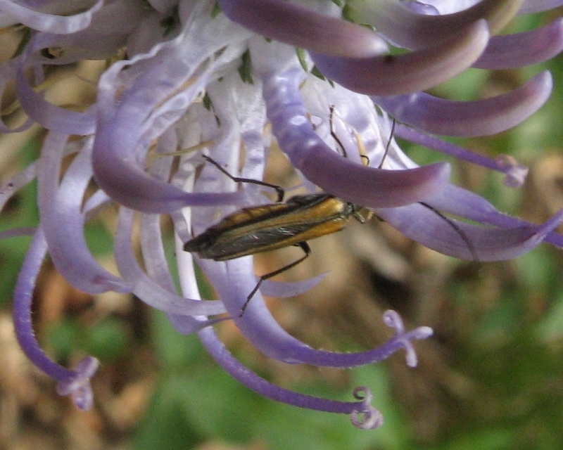 Oedemera femorata - sárgahátú álcincér