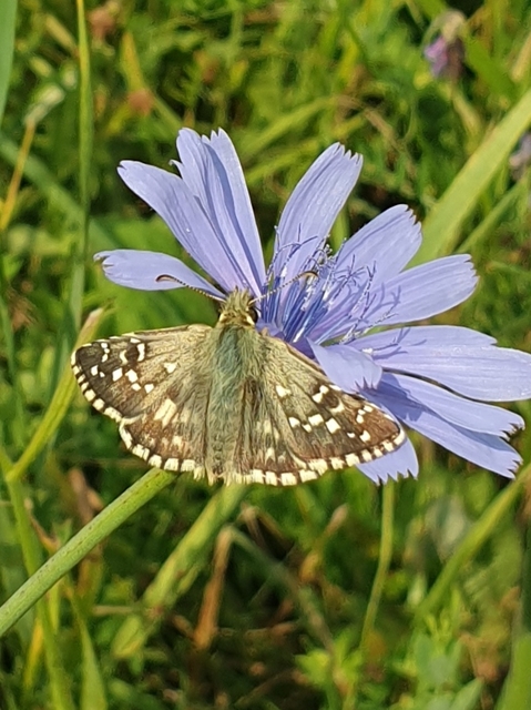 Pyrgus armoricanus - feles busalepke