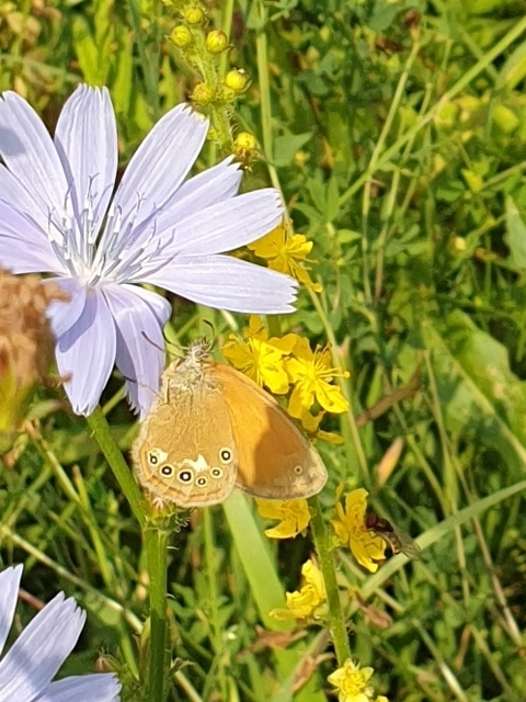 Coenonympha glycerion - közönséges szénalepke