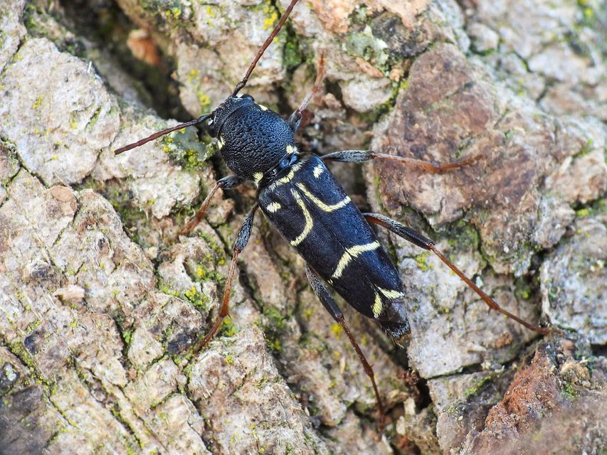 Xylotrechus antilope - fürge darázscincér