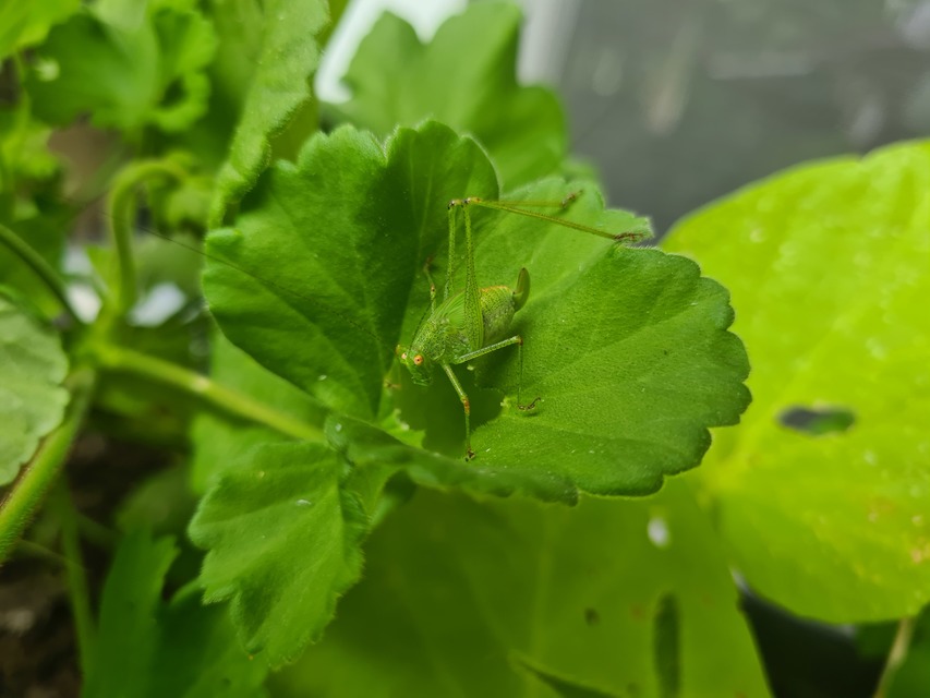 Phaneroptera nana - pontozott repülőszöcske