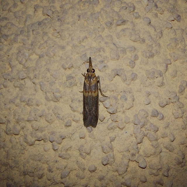 Etiella zinckenella - akácmoly