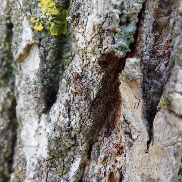 Cixiidae - recéskabócák