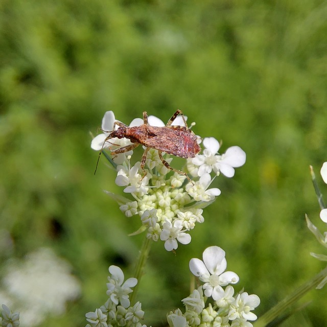 Himacerus mirmicoides - csalán-tolvajpoloska