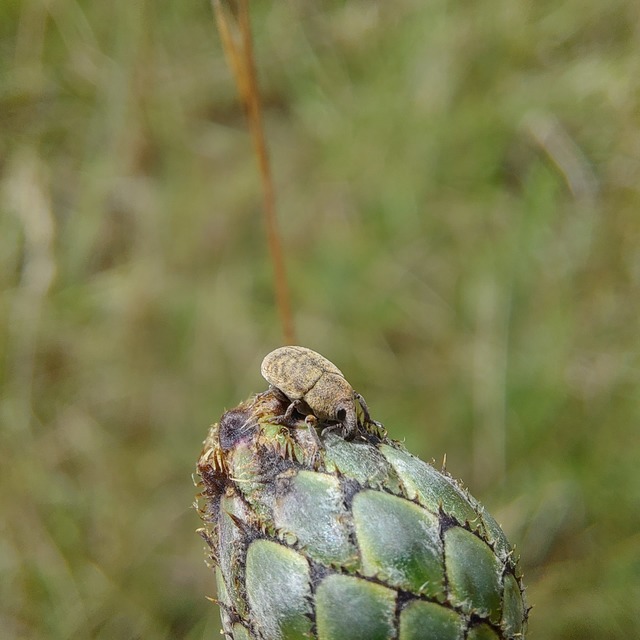 Larinus obtusus - imola-púderbarkó