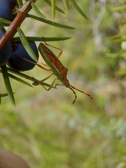 Gonocerus juniperi - boróka-karimáspoloska
