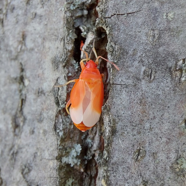 Pyrrhocoris apterus - verőköltő poloska