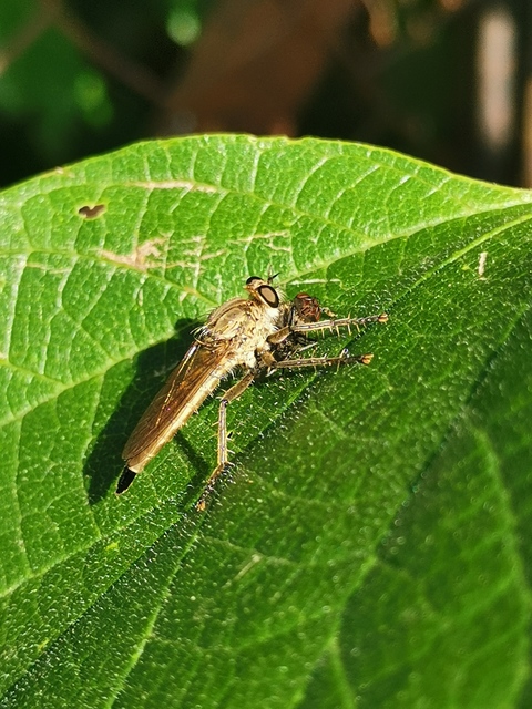 Philonicus albiceps