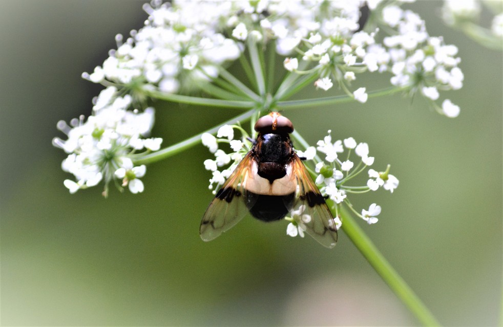 Volucella pellucens - üvegpotrohú pihelégy