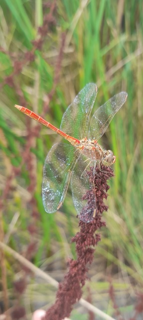 Sympetrum meridionale - fakó katona-szitakötő