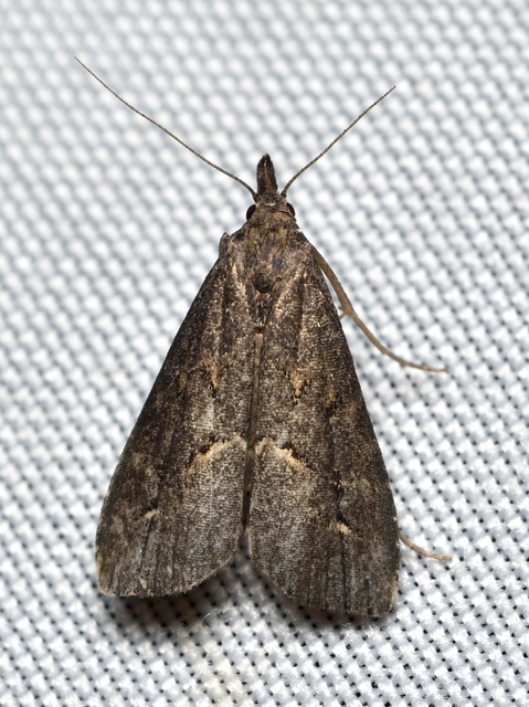 Schrankia costaestrigalis - keskenyszárnyú karcsúbagoly