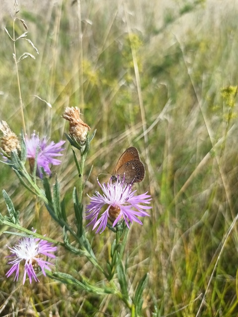 Coenonympha glycerion - közönséges szénalepke