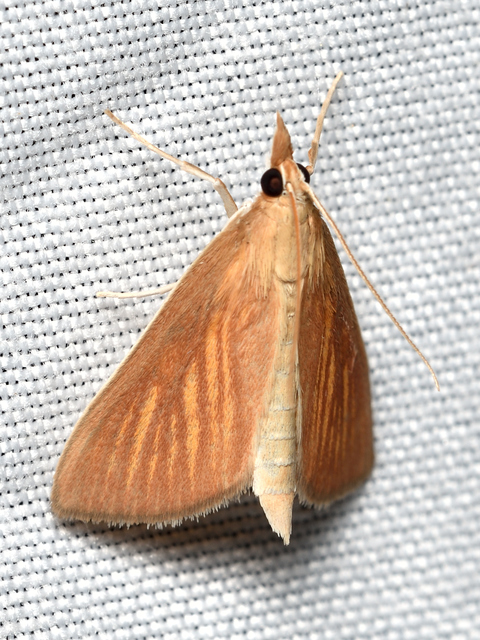 Nascia cilialis - sásrágó tűzmoly
