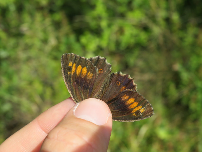 Arethusana arethusa - közönséges szemeslepke
