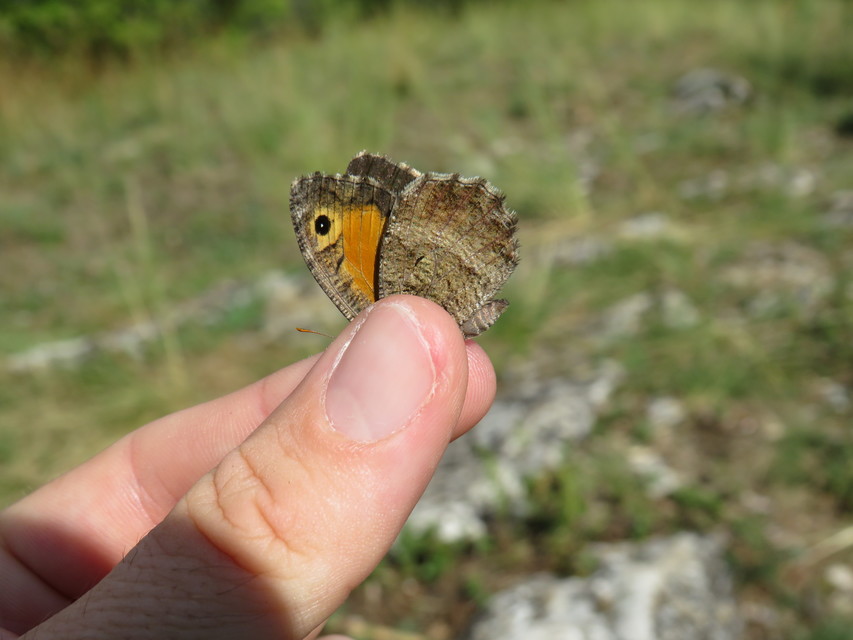 Arethusana arethusa - közönséges szemeslepke