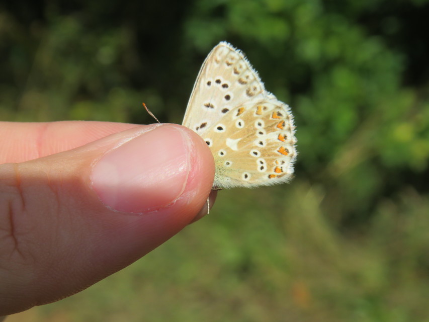 Polyommatus coridon - ezüstkék boglárka