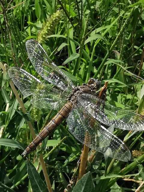 Orthetrum brunneum - pataki pásztorszitakötő