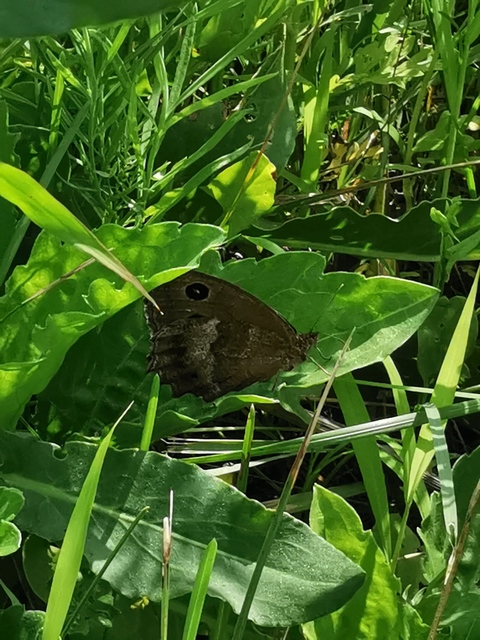 Minois dryas - fekete szemeslepke