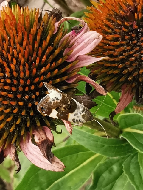 Acontia lucida - fehér nappalibagoly