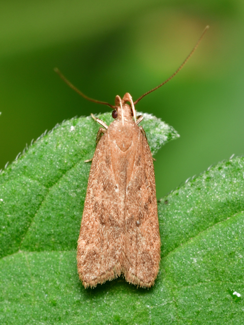 Helcystogramma