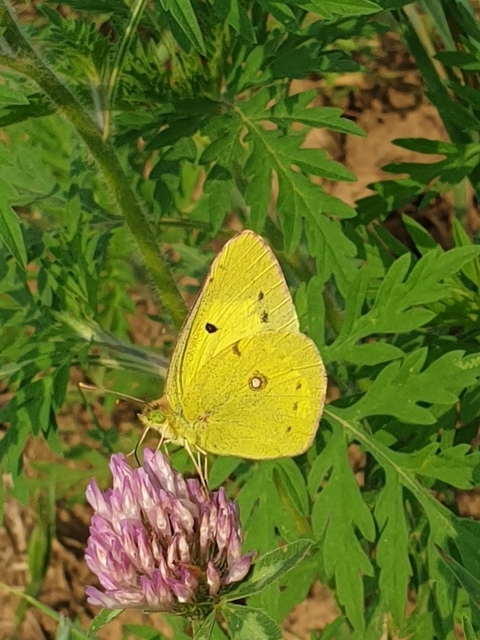 Colias erate - csángó-kéneslepke