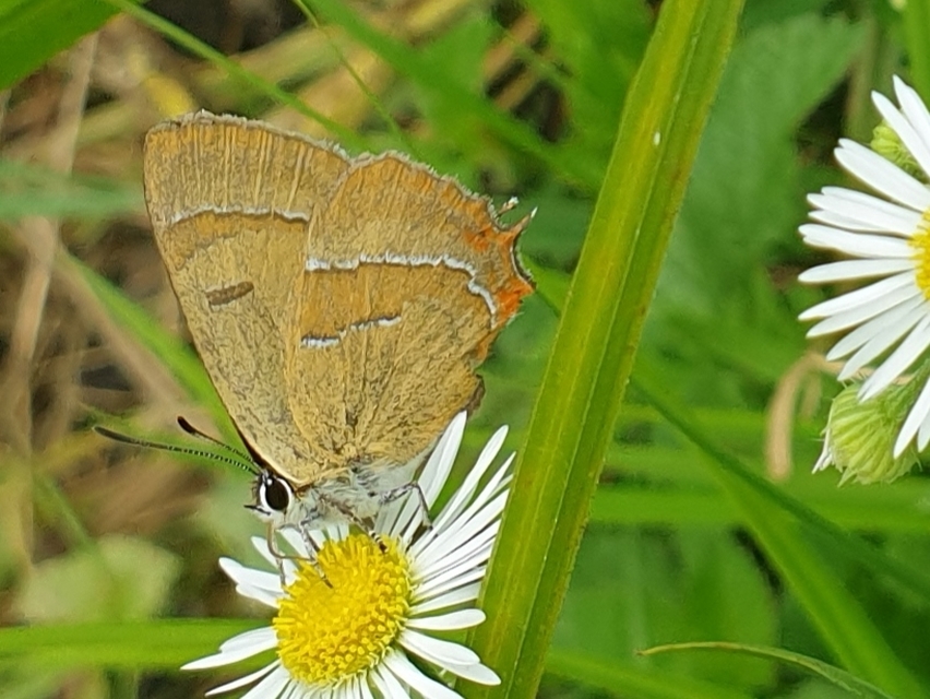 Thecla betulae - nyírfalepke
