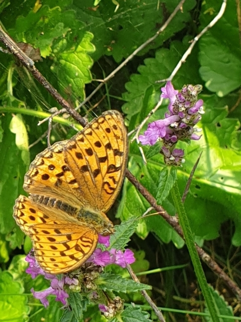 Argynnis adippe - ezüstös gyöngyházlepke