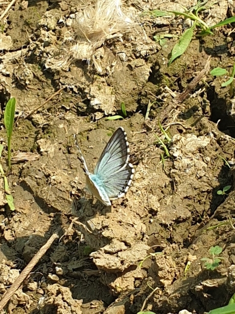 Polyommatus coridon - ezüstkék boglárka