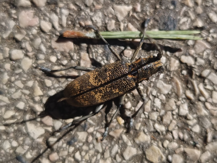 Monochamus galloprovincialis pistor - foltos fenyvescincér