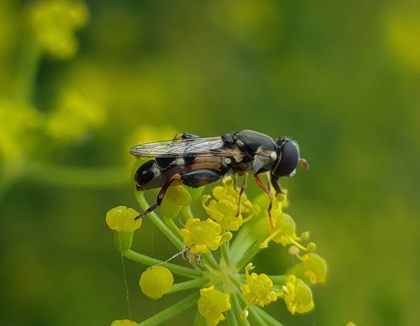 Syritta pipiens - zizegő comboslégy