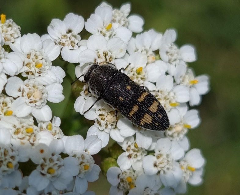 Acmaeoderella flavofasciata - sárgacsíkos zömökdíszbogár