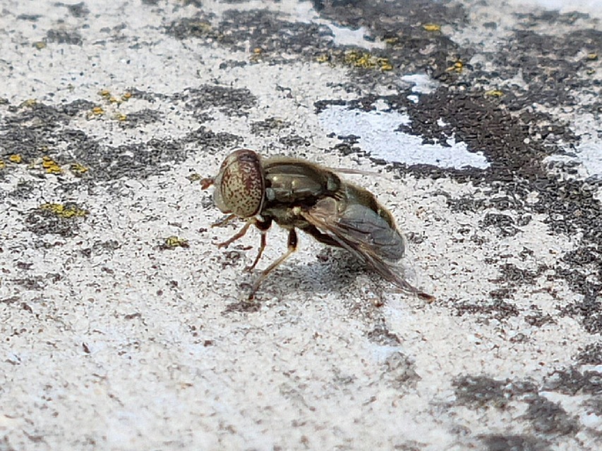 Eristalinus aeneus - bronzos foltosszeműlégy