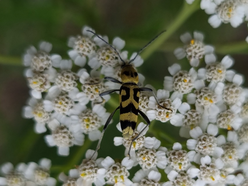 Chlorophorus varius - díszes darázscincér