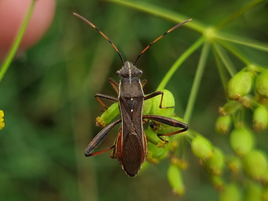 Camptopus lateralis - görbelábú karimáspoloska