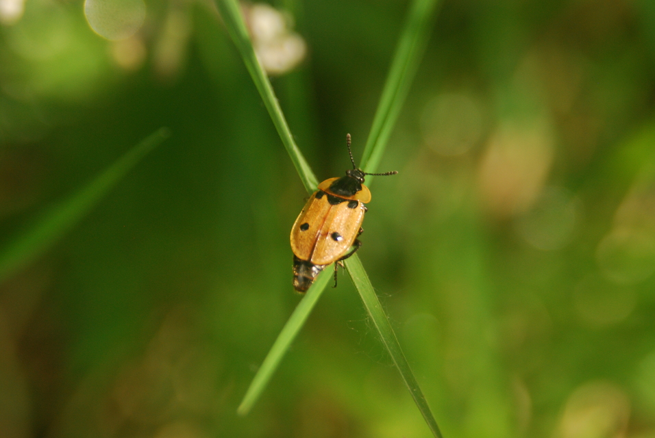 Dendroxena quadrimaculata - négypettyes dögbogár