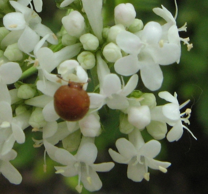 Cychramus luteus - sárga fénybogár Cychramus luteus - sárga fénybogár