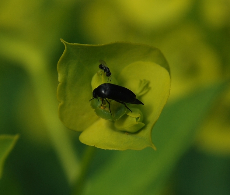 Mordellidae - marókafélék