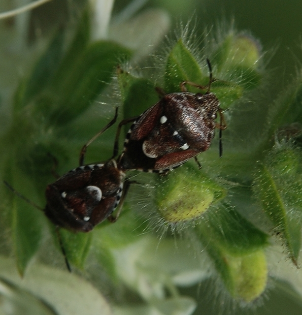 Stagonomus amoenus Stagonomus amoenus