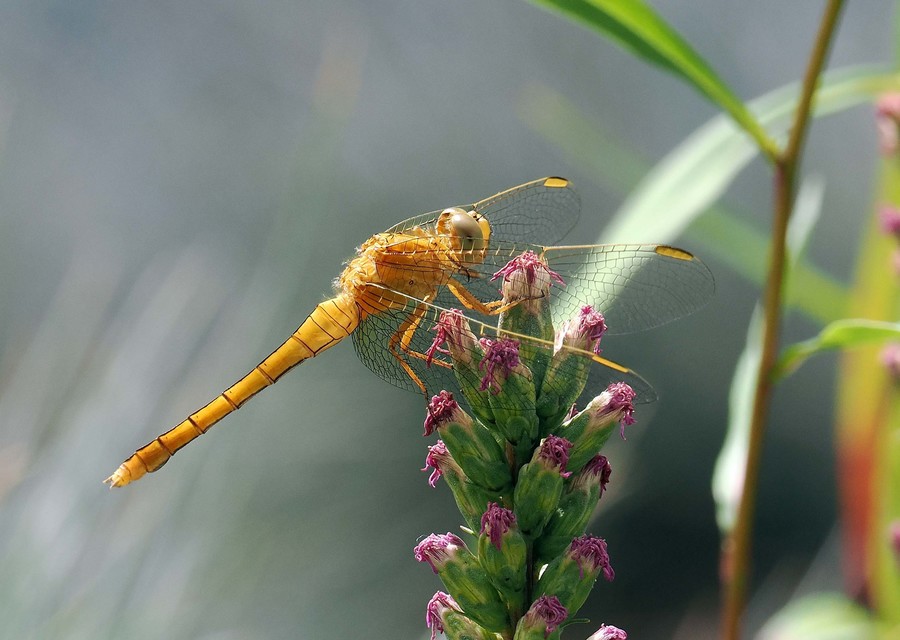Orthetrum coerulescens - karcsú pásztorszitakötő