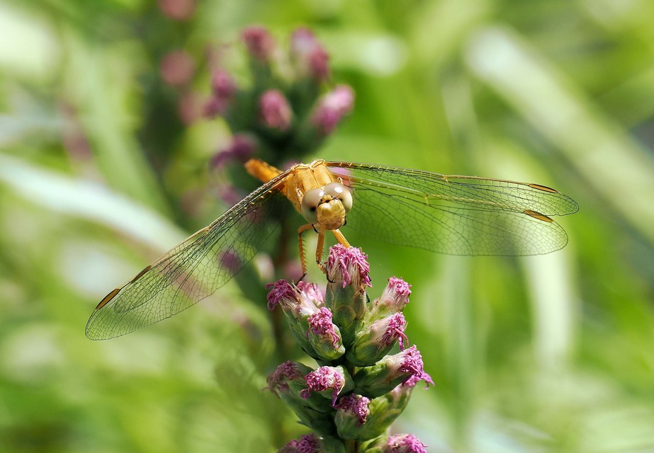 Orthetrum coerulescens - karcsú pásztorszitakötő